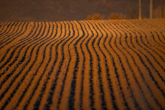 Fresh furrows in spring planting