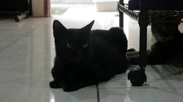 Black Cat Resting on Tile Floor with Another Cat in Background