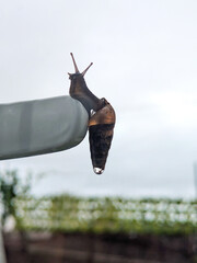 Close-up snail tentacles funny © joyt