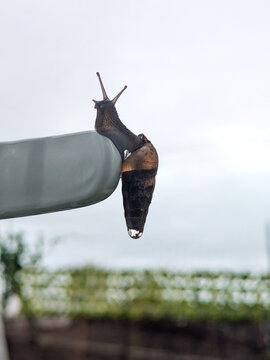 Close-up snail tentacles funny