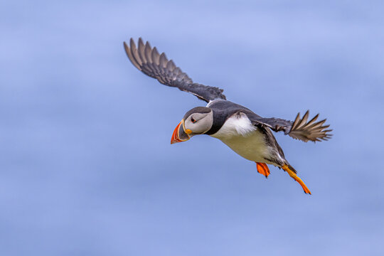 Atlantic Puffin flying on blue sky