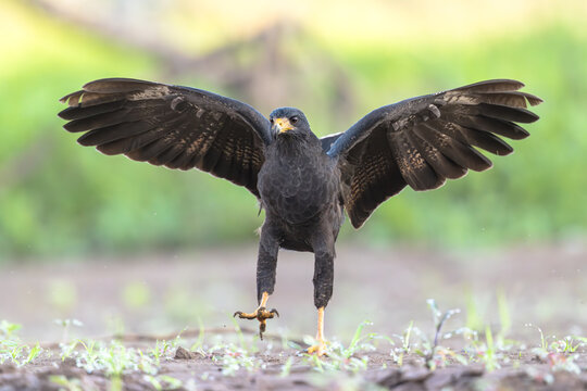 Common Black Hawk with spread wings taking of for flight