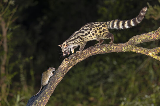 Common Genet hunting for rat in dark forest