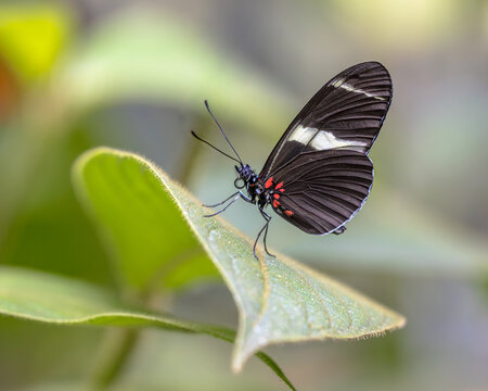 Doris longwing green variation resting on leaf in Costa Rica