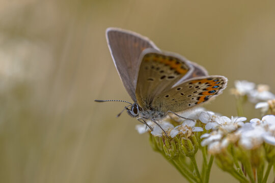 Idas Blue Butterfly on Yarrow Wildflowers, Cevennes, France