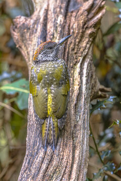 Juvenile Green Woodpecker Clinging to Tree Trunk, Drenthe, Netherlands