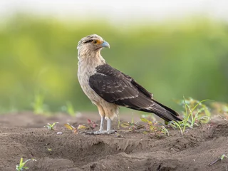 Yellow Headed Caracara Bird of Prey © creativenature.nl