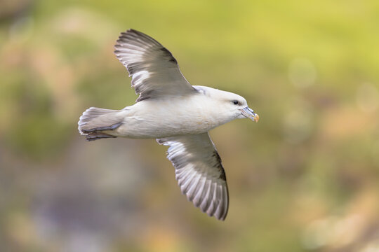 Northern Fulmar (Fulmarus glacialis) in flight above cliffs of Lunga, Scotland