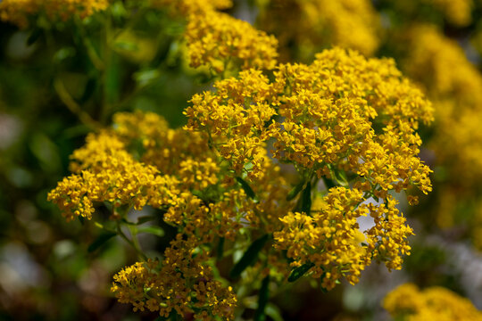 Alyssum is a genus of over a hundred species of flowering plants in the family Brassicaceae, native to temperate Europe, Asia, and northern Africa, with the highest species diversity in the Mediterran