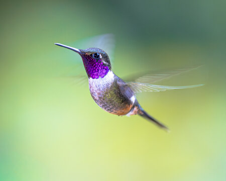 magenta-throated woodstar from Costa Rica on bright background