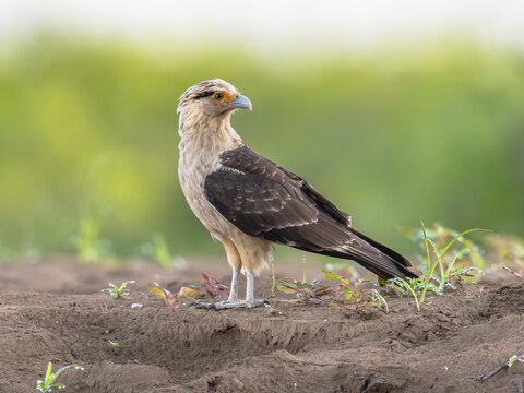 Yellow Headed Caracara Bird of Prey