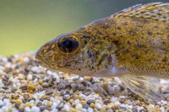 Ruffe Fish on Sandy Riverbed, River Reest, Netherlands
