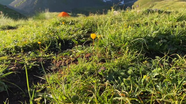Yellow alpine wildflower swaying in mountain wind grows beside a camping tent in Georgia, presenting resilient highland vegetation, seasonal biodiversity and low-impact outdoor tourism in the Caucasus