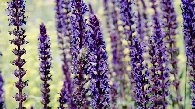 Field of lavender. Lavender flowers in summer. France Provence lavender field. Purple lavender bloom in nature. Composition of nature. Summer blooming flower. Blooming flower field