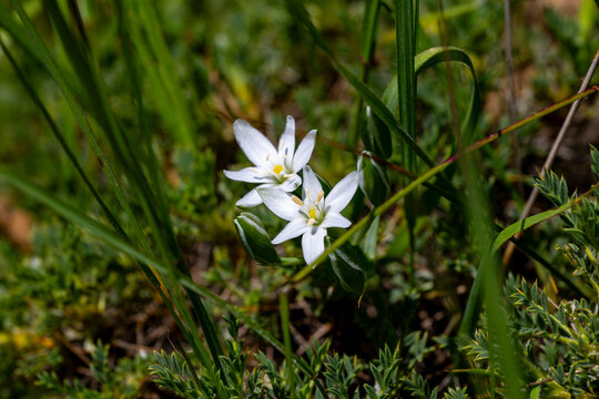 Ornithogalum umbellatum, the garden star-of-Bethlehem, grass lily, nap-at-noon, or eleven-o'clock lady, is a perennial bulbous flowering plant in the asparagus family. Ornithogalum nutans, known as dr
