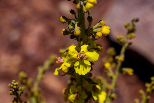 Verbascum nigrum, the black  or dark mullein, is a species of biennial or short-lived perennial herbaceous plant in the mullein genus Verbascum, native to dry open sites in temperate Europe. It grows 