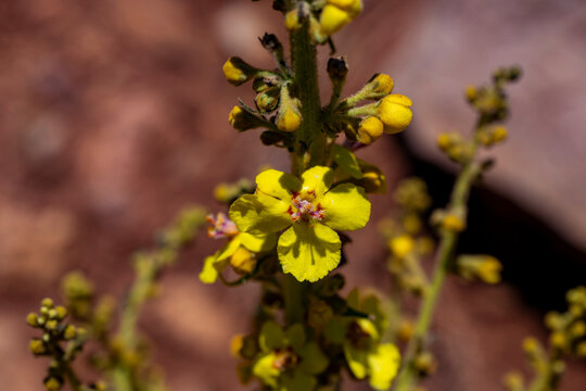 Verbascum nigrum, the black  or dark mullein, is a species of biennial or short-lived perennial herbaceous plant in the mullein genus Verbascum, native to dry open sites in temperate Europe. It grows 