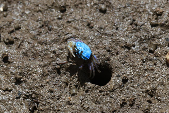 The fiddler crab or calling crab is any of the hundred species of semiterrestrial marine crabs in the family Ocypodidae.The male crabs have a major claw significantly larger than their minor claw. 