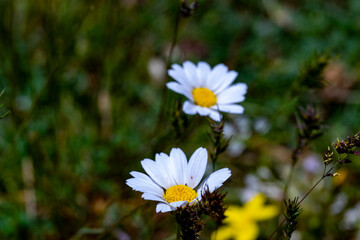Bellis perennis, the daisy, is a European species of the family Asteraceae, often considered the archetypal species of the name daisy. To distinguish this species from other plants known as daisies, i © enderbayindir