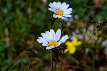 Bellis perennis, the daisy, is a European species of the family Asteraceae, often considered the archetypal species of the name daisy. To distinguish this species from other plants known as daisies, i © enderbayindir