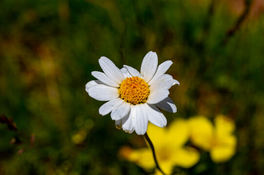 Bellis perennis, the daisy, is a European species of the family Asteraceae, often considered the archetypal species of the name daisy. To distinguish this species from other plants known as daisies, i