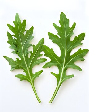 arugula pair leaves isolated on white background