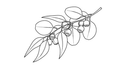 Botanical illustration of eucalyptus branch with leaves and berries © irul
