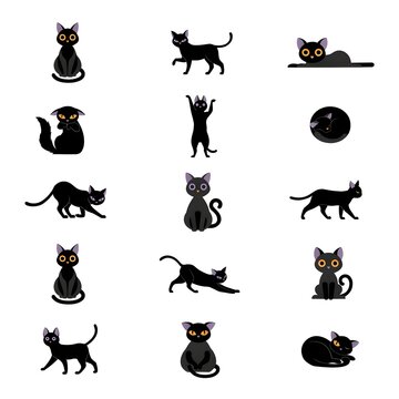 Graceful Black Cat Gallery
