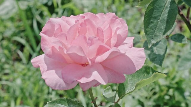 Macro flowering rose plant. Pink aromatic flower. Natural flower rose. Flora nature. Bright blooming flower in nature. Rose flower. Flowering nature closeup