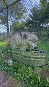 Large gray wolf drinking water from a pond in a natural enclosure. Wild canine quenching thirst in a wildlife sanctuary setting.