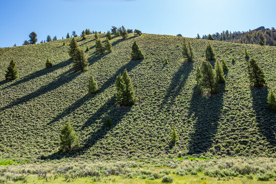 Pine trees on green hill on sunny day