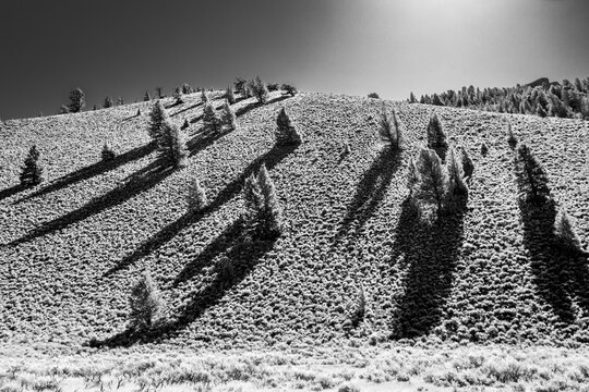 Pine trees on green hill on sunny day, black and white