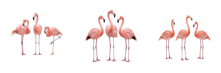 Fototapeta premium Cute pink flamingos isolated on transparent background set, beautiful tropical wading birds in various graceful poses, summer wildlife and nature design elements PNG