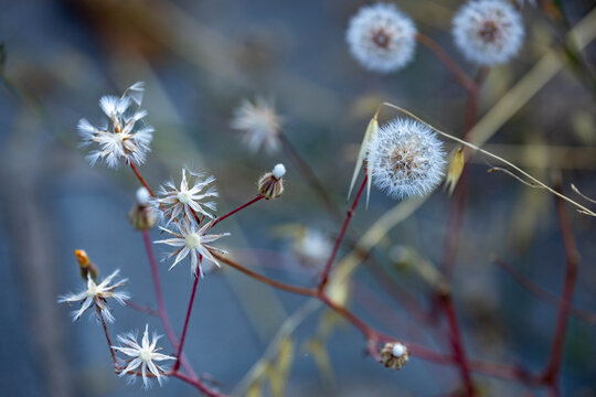 Close-up view of crepis foetida fluffy white seed heads and wildflowers on thin red stems against a soft blurred background, capturing a delicate botanical scene in the Mediterranean region.