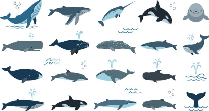 Whale vector icon set with humpback orca narwhal sperm beluga bowhead blue whale species water spouts bubbles and waves isolated flat illustration