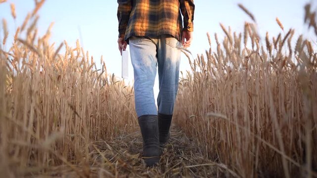 A man walks through a wheat field, observing the tall wheat stalks. The farmer holds a sheet of paper while navigating between the rows of wheat.