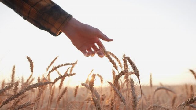 A farmer's hand gently touches the wheat as the sun sets. The farmer feels the wheat amidst golden fields, connecting with nature and the harvest.