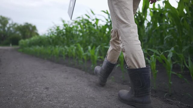 A man walks through a corn field while holding a tablet. The corn plants are tall and green, and the man wears boots as he navigates the dirt path beside the corn.