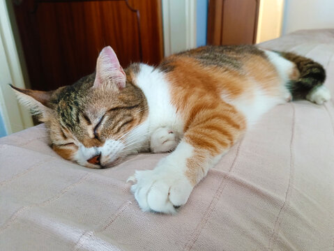 Calico cat sleeping on the sofa at home. Happy tabby cat relaxing in a house.