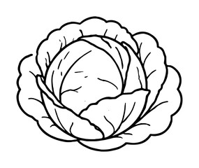 Obraz premium Cabbage vector icon with hand-drawn outline style. Minimalist line illustration of fresh leafy vegetable for organic food design and agricultural graphics.