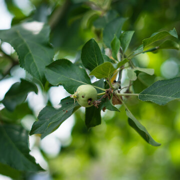 Damage on apple from codling moth in organic garden setting  