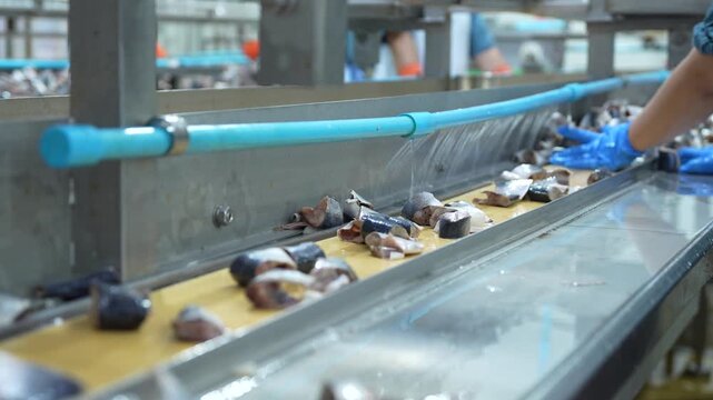 Workers packing canned sardines in a food processing factory, Automated industrial canning line in seafood production facility, Quality control inspection of metal cans on food conveyor belt