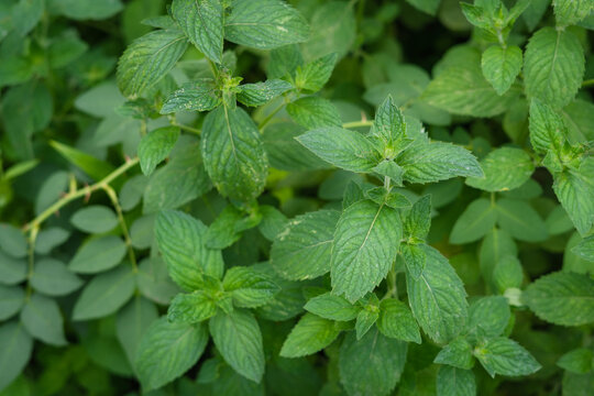 Fresh horsemint leaves on green background in herbal garden setting  