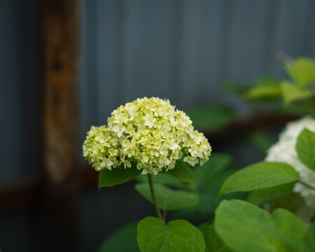 Young hydrangea blooming with green buds in a garden setting  