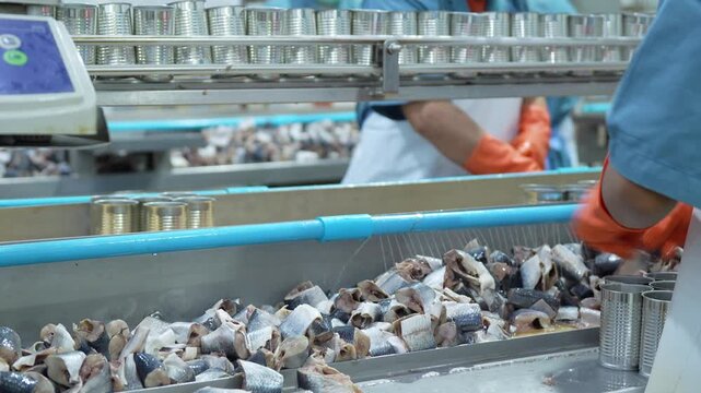 Workers packing canned sardines in a food processing factory, Quality control inspection of metal cans on food conveyor belt, Automated industrial canning line in seafood production facility