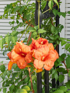 Vibrant Orange Trumpet Vine Flowers Blooming on a Trellis Against a White Background