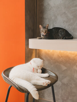 White Scottish Fold and tabby cats relaxing indoors on a stool and shelf.