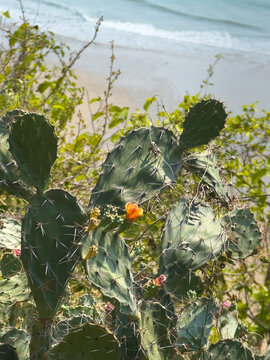 Close-up of a prickly pear cactus with an orange flower against a blurred ocean background.