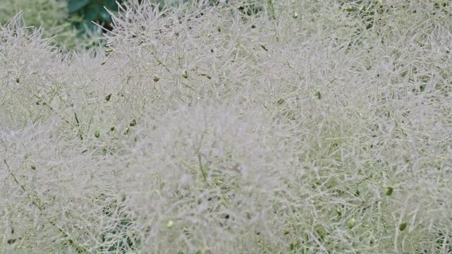 Grassy exotic sumach flower. Natural flower plant. Flora nature. White blooming flower in nature. Sumach flower. Flowering nature closeup. Macro of flowering sumach plant