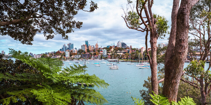 Sydney Harbour framed by trees and ferns